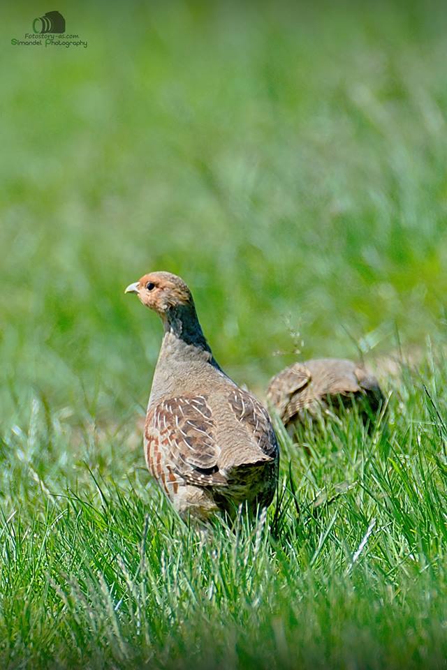 Koroptev polní (Perdix perdix) 04