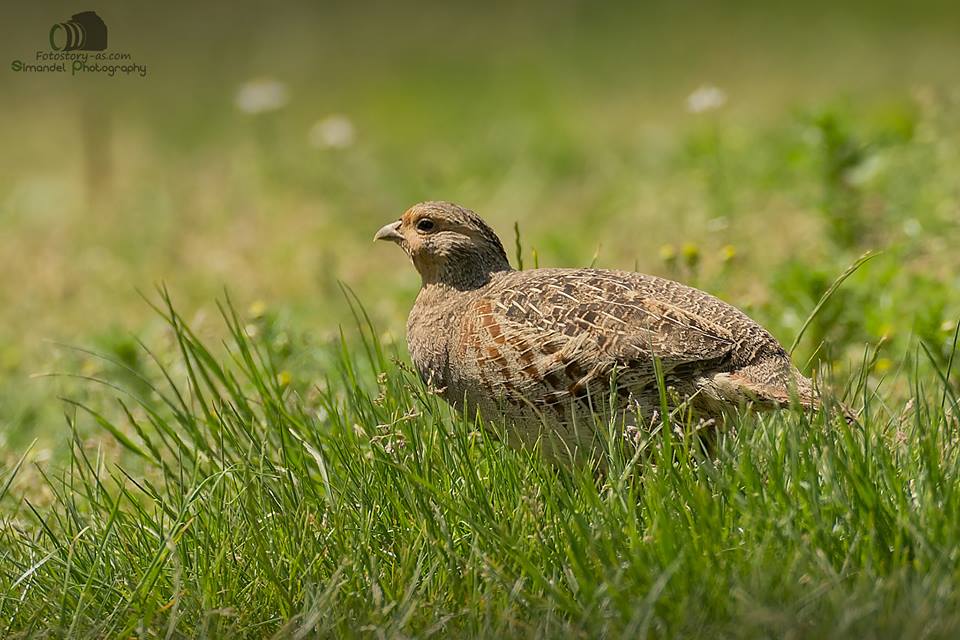 Koroptev polní (Perdix perdix) 05