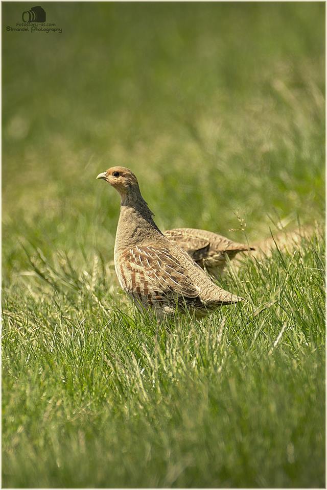 Koroptev polní (Perdix perdix) 06