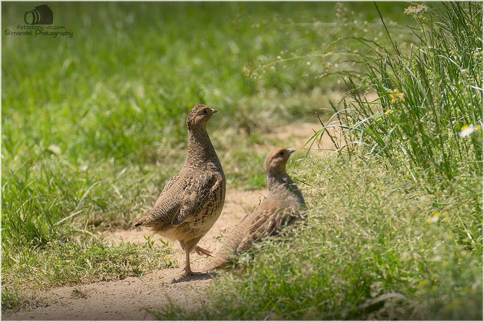 Koroptev polní (Perdix perdix) 08