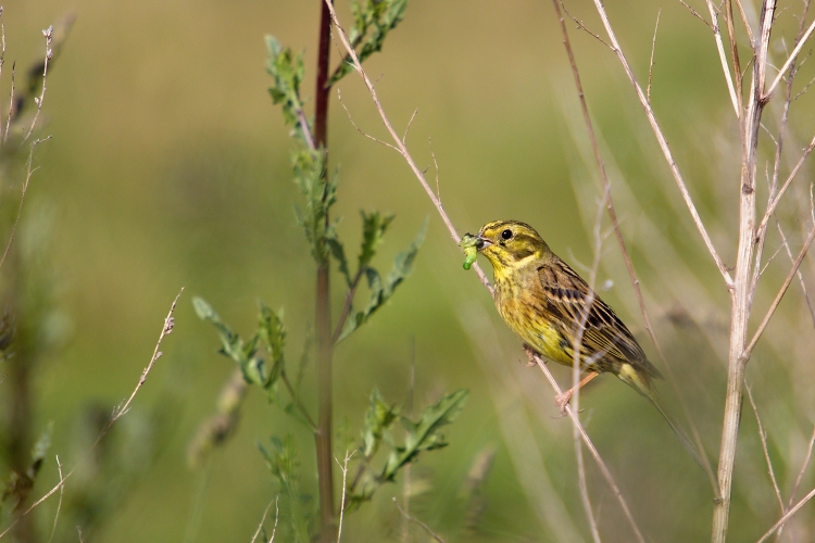 Strnad obecný (Emberiza citrinella)