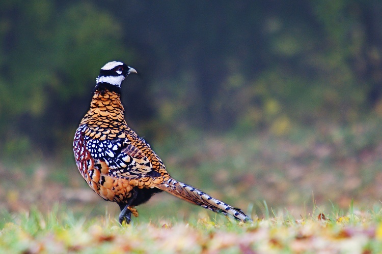 Bažant královský (Syrmaticus reevesii)