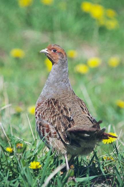 Koroptev polní (Perdix perdix) IV