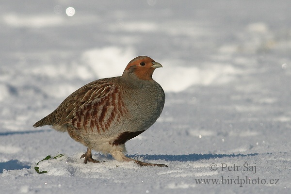 Koroptev polní (Perdix perdix)