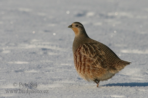 Koroptev polní (Perdix perdix) II