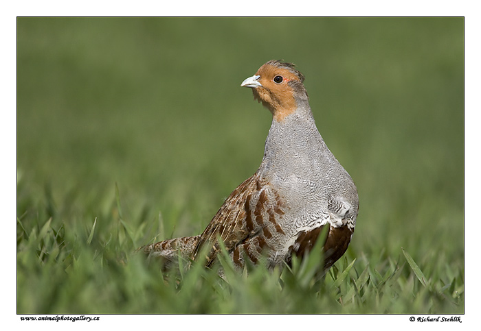 Koroptev polní (Perdix perdix)