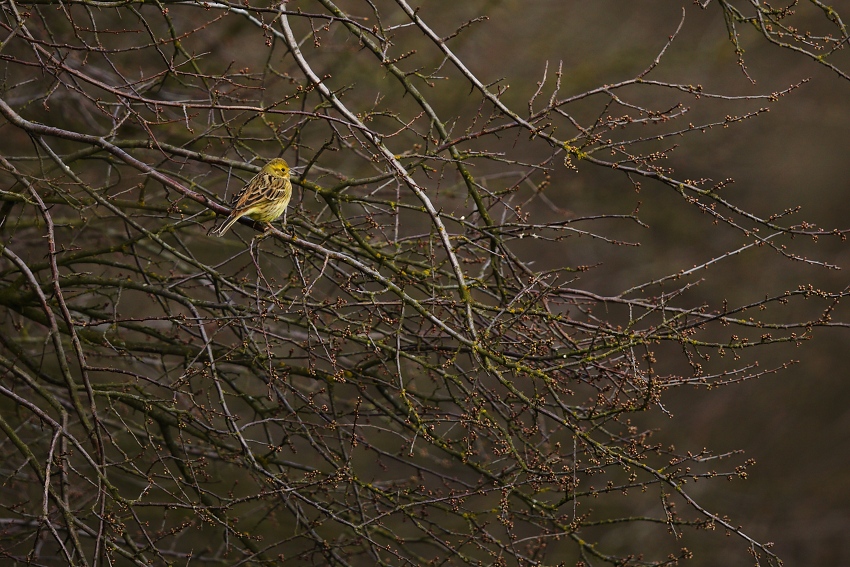 Strnad obecný (Emberiza citrinella) 02