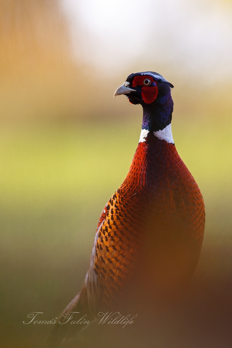 Bažant obecný (Phasianus colchicus) 07