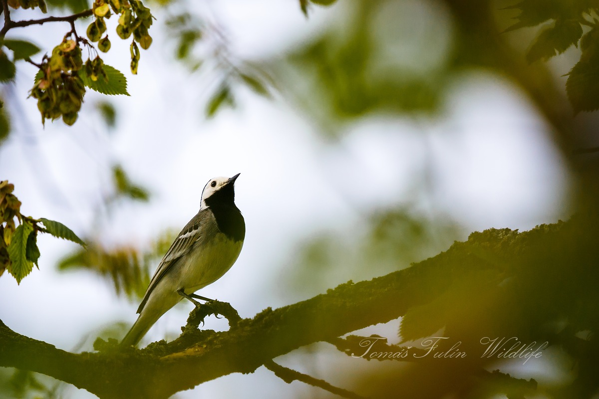 Konipas bílý (Motacilla alba)