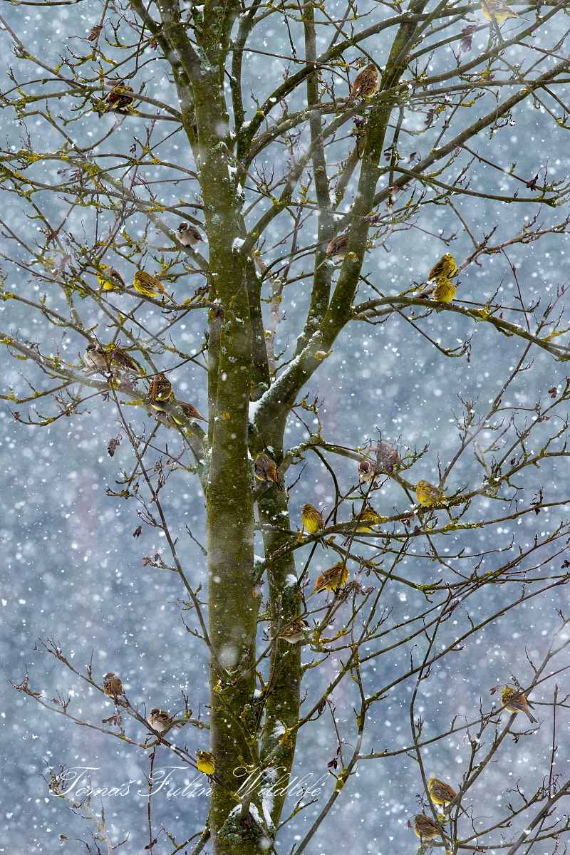 Strnad obecný (Emberiza citrinella) a vrabec polní (Passer montanus)