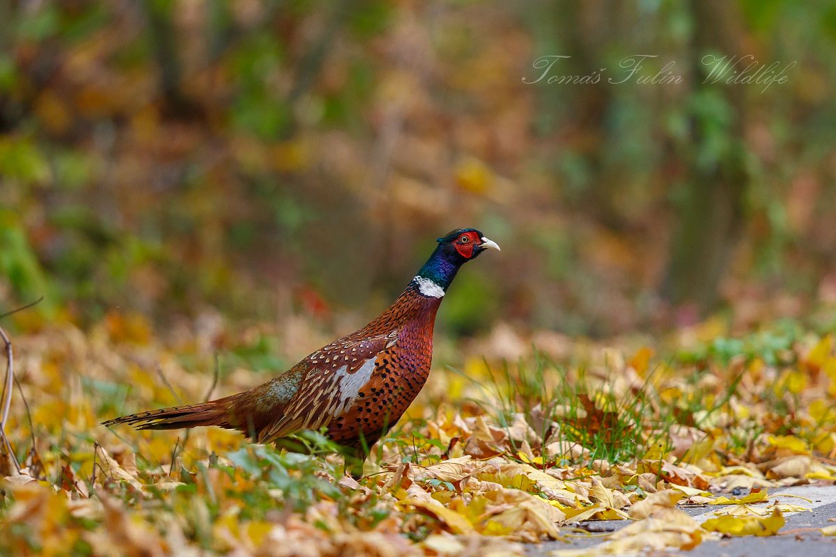 Bažant obecný (Phasianus colchicus) 08