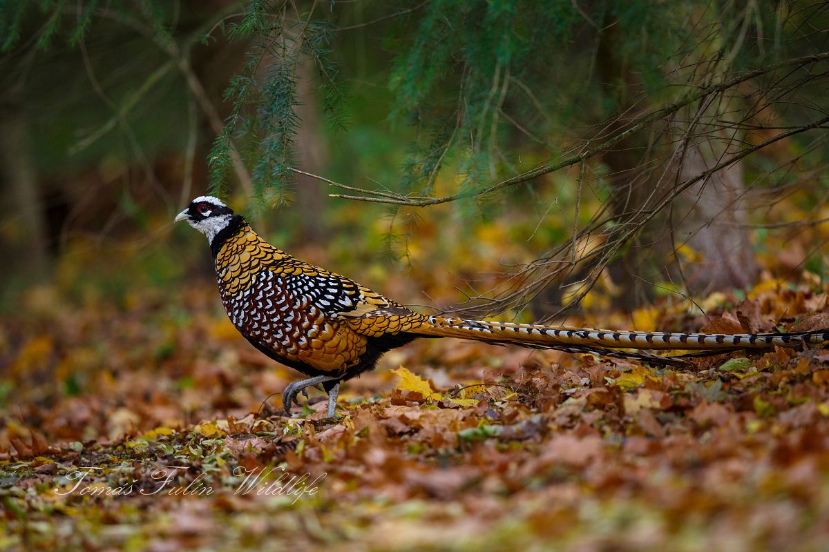 Bažant královský (Syrmaticus reevesii) 03