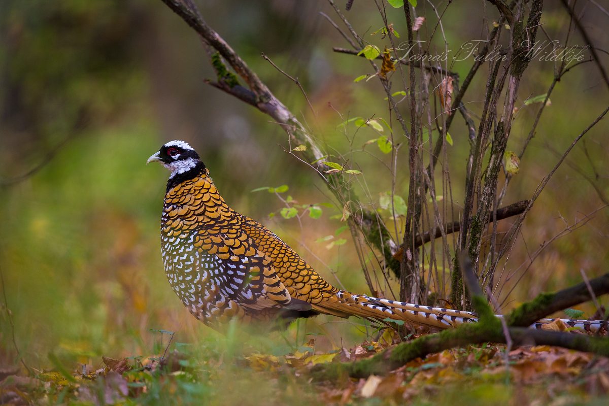 Bažant královský (Syrmaticus reevesii) 02