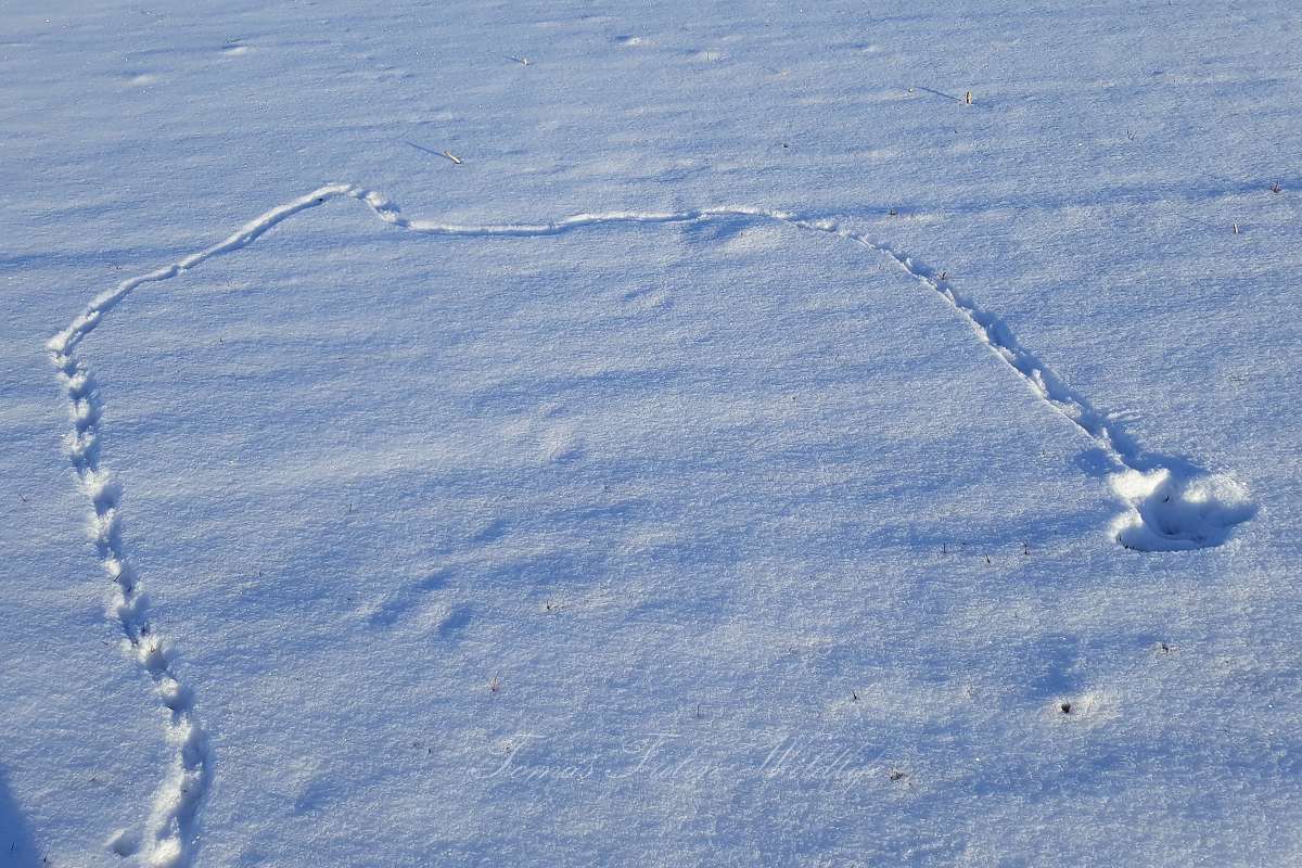 Koroptev polní (Perdix perdix) - stopní dráha po opuštění zasněženého dýchánku