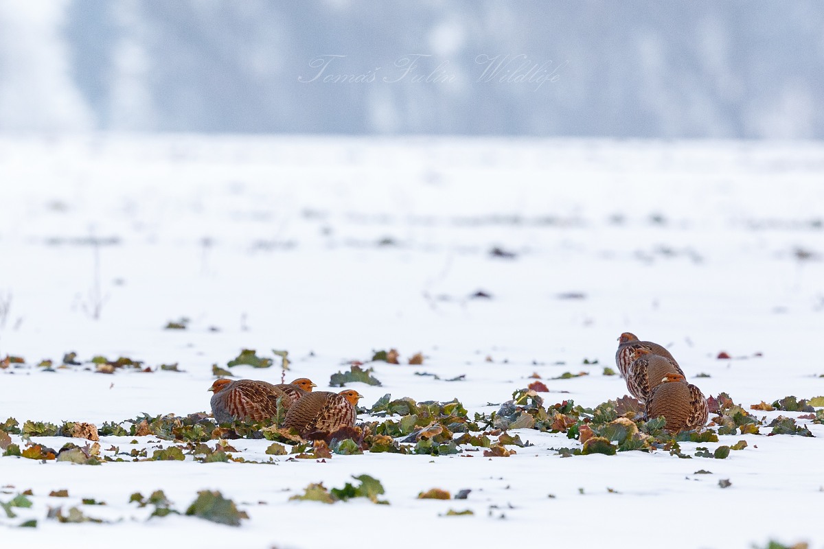 Koroptev polní (Perdix perdix) - hejnko 03