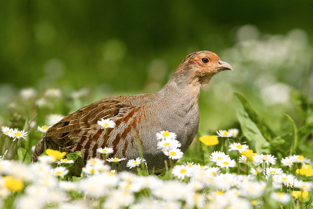 Koroptev polní (Perdix perdix) III