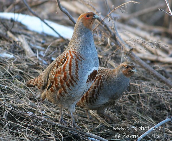 Koroptev polní (Perdix perdix)