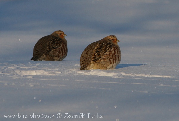 Koroptev polní (Perdix perdix) II