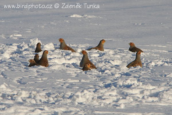 Koroptev polní (Perdix perdix) III