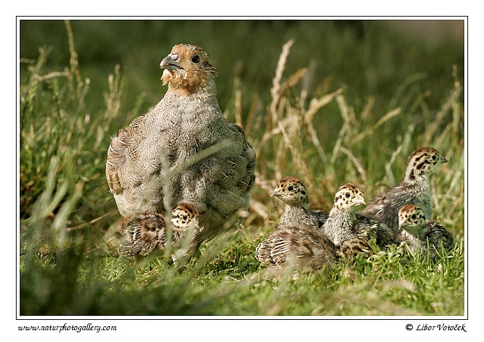 Koroptev polní (Perdix perdix)