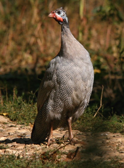 Perlička kropenatá (Numida meleagris)