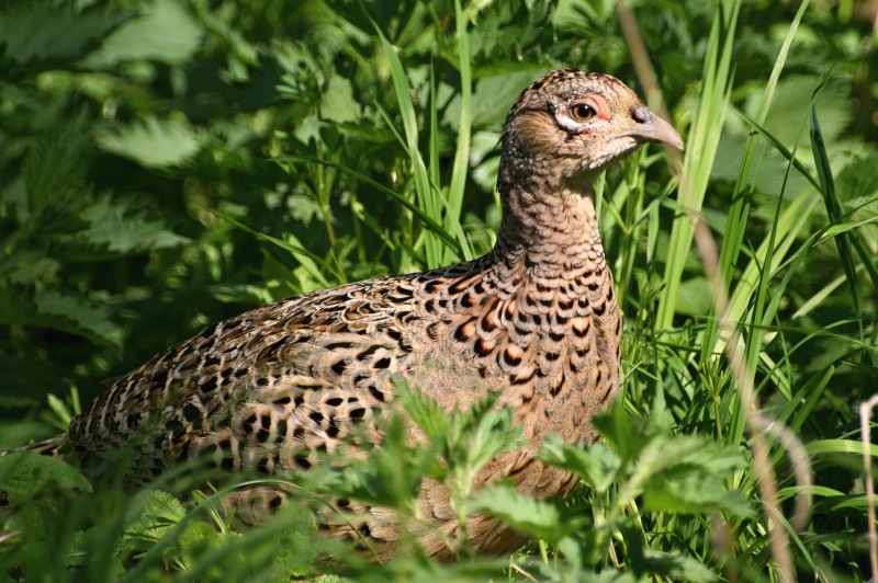 Bažant obecný (Phasianus colchicus) V