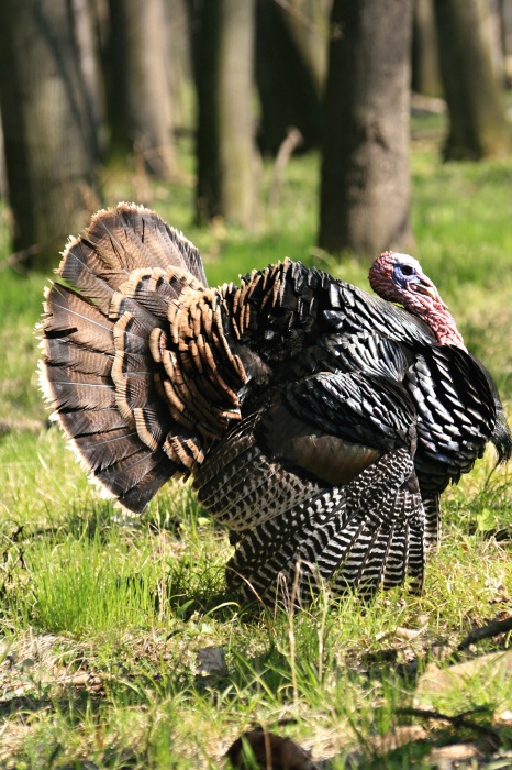 Krocan divoký (Meleagris gallopavo)