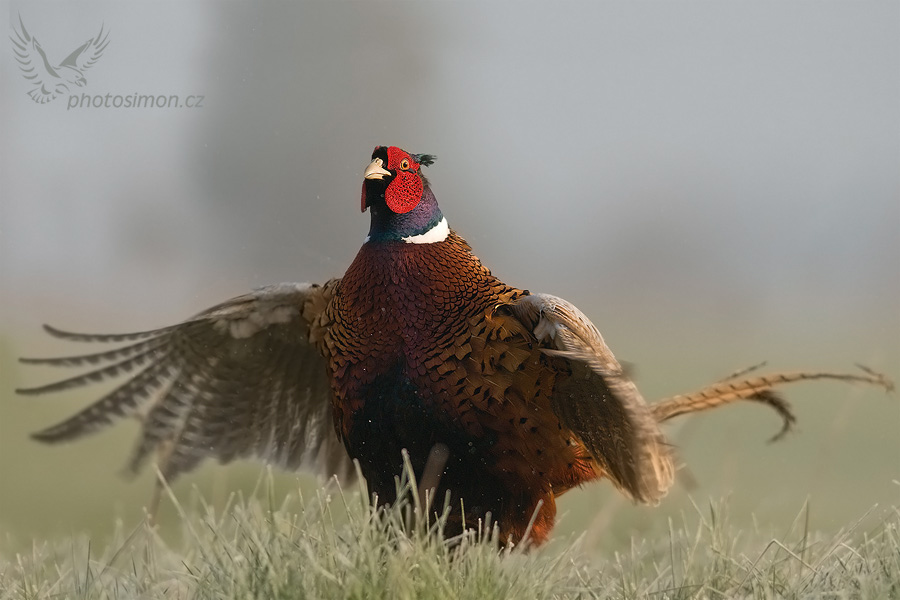 Bažant obecný (Phasianus colchicus) IV