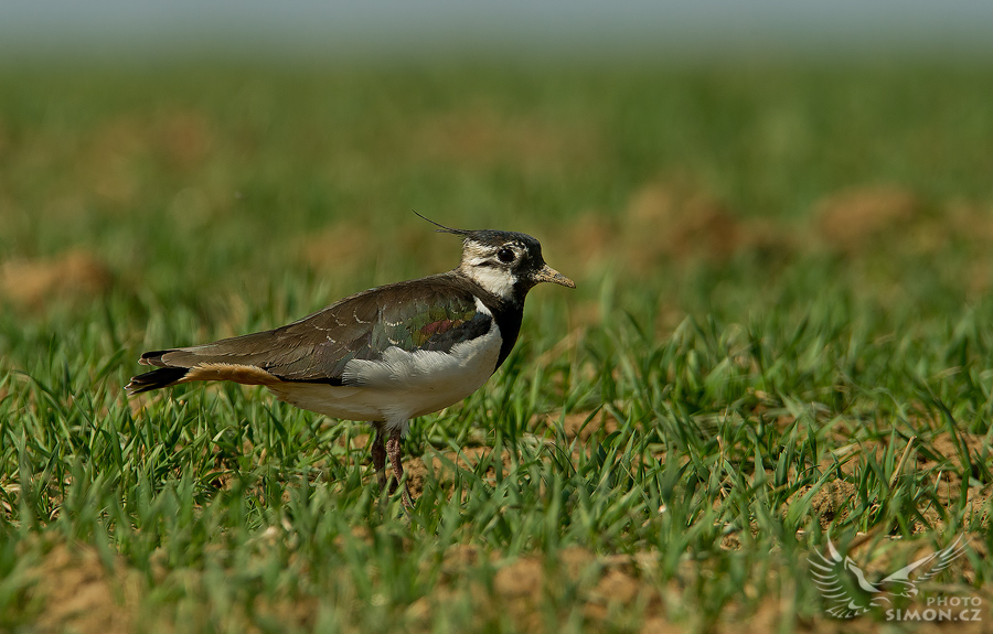 Čejka chocholatá (Vanellus vanellus) II