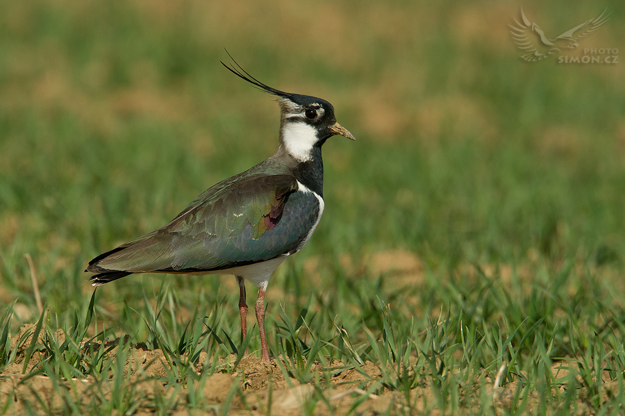 Čejka chocholatá (Vanellus vanellus) III