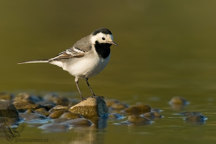 Konipas bílý (Motacilla alba) IV