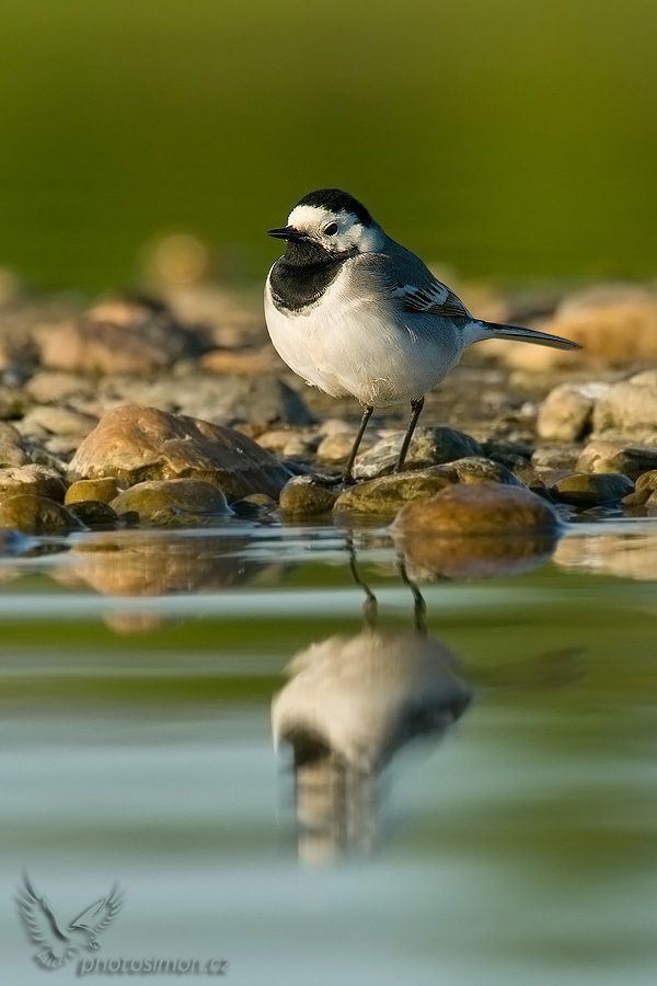 Konipas bílý (Motacilla alba) V