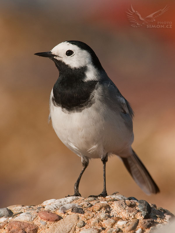 Konipas bílý (Motacilla alba) VI