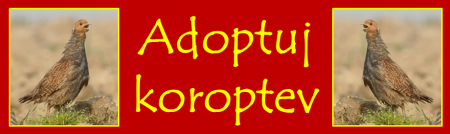 banner-adopce.png