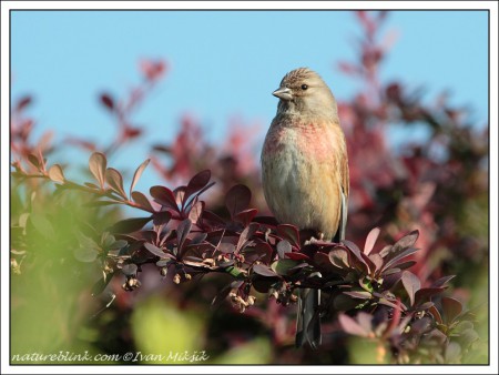 konopka-obecna--carduelis-cannabina--ii.png