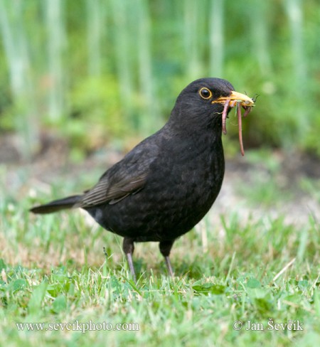 kos-turdus-sevcik.jpg