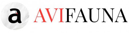 avifauna_logo.jpg