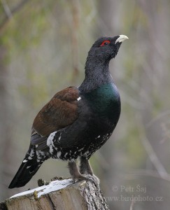 tetrev.hlusec_birdphoto.cz_petr.saj3.jpg