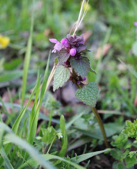 lamium-purpureum_mensi.jpg