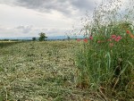 seceni_hvezdarna_2023-06_1949--1-.jpg