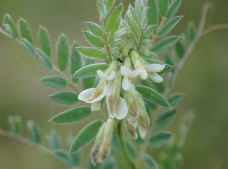 vikev-panonska--4-.jpg