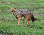 canis-aureus-3.jpg
