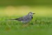 Konipas bílý (Motacilla alba) VII