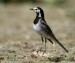 Konipas bílý (Motacilla alba) II