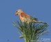 Konopka obecná (Carduelis cannabina)