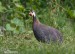Perlička kropenatá (Numida meleagris) III