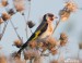 Stehlík obecný (Carduelis carduelis)