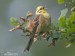 Strnad obecný (Emberiza citrinella) IV