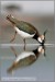 Čejka chocholatá (Vanellus vanellus)