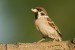 Vrabec polní (Passer montanus) IV